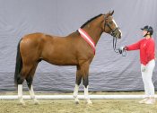 E-z-bella-donna