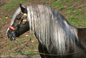 Img_0453_k-web