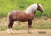 Plemenicich_img_8031-kopie