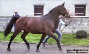 Web-przedswitlistek0133